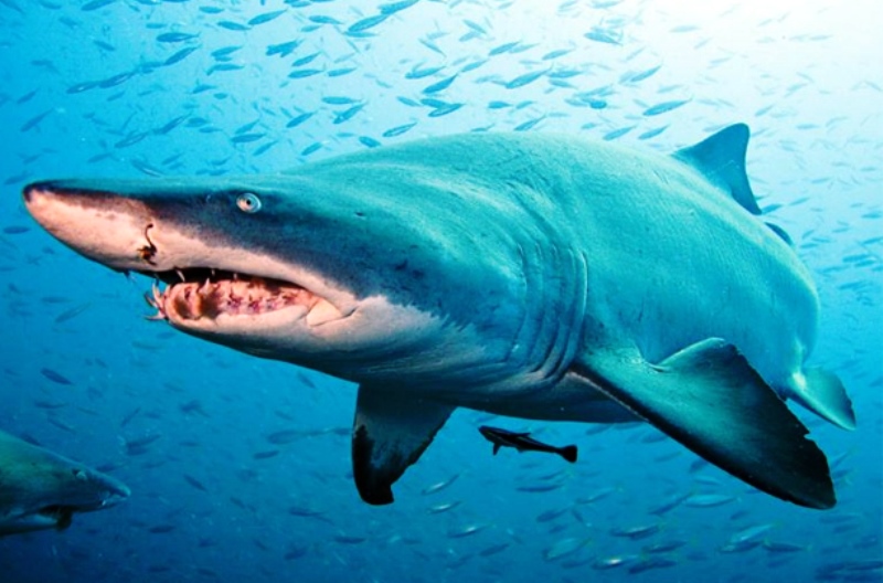 Ένας καρχαρίας στο ενυδρείο Κρήτης - Δέος από τις εικόνες του θηρίου πίσω από το γυαλί! (vid)