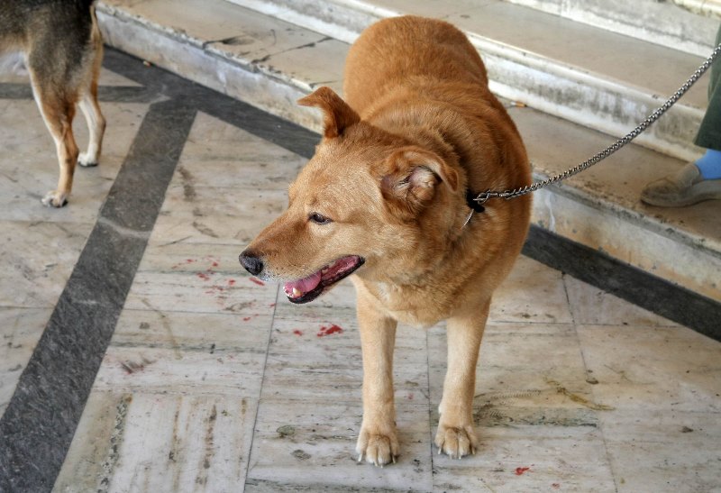 Ο θρυλικός Αποστόλης, ο πιο μάγκας σκύλος του Ηρακλείου «εφυγε» από τη ζωή (pics)