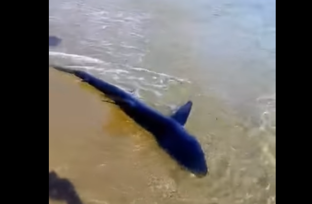 Κρήτη: Επιστήμονας απαντά για τον καρχαρία στην παραλία