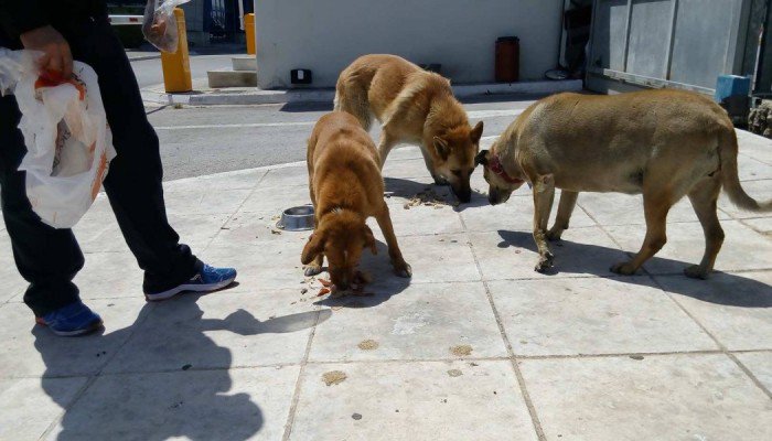 Συνελήφθη 66χρονος στη Σητεία για σκυλιά που ζούσαν σε κακές συνθήκες