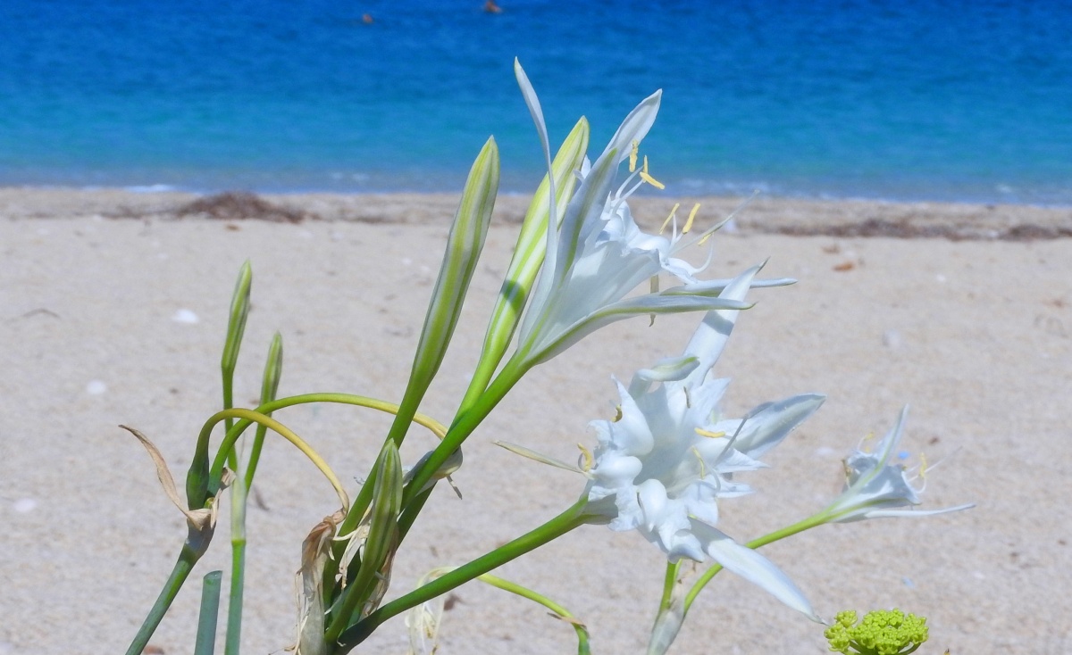Κρήτη: Εντυπωσιάζουν τα σπάνια κρινάκια της άμμου (φωτο) 