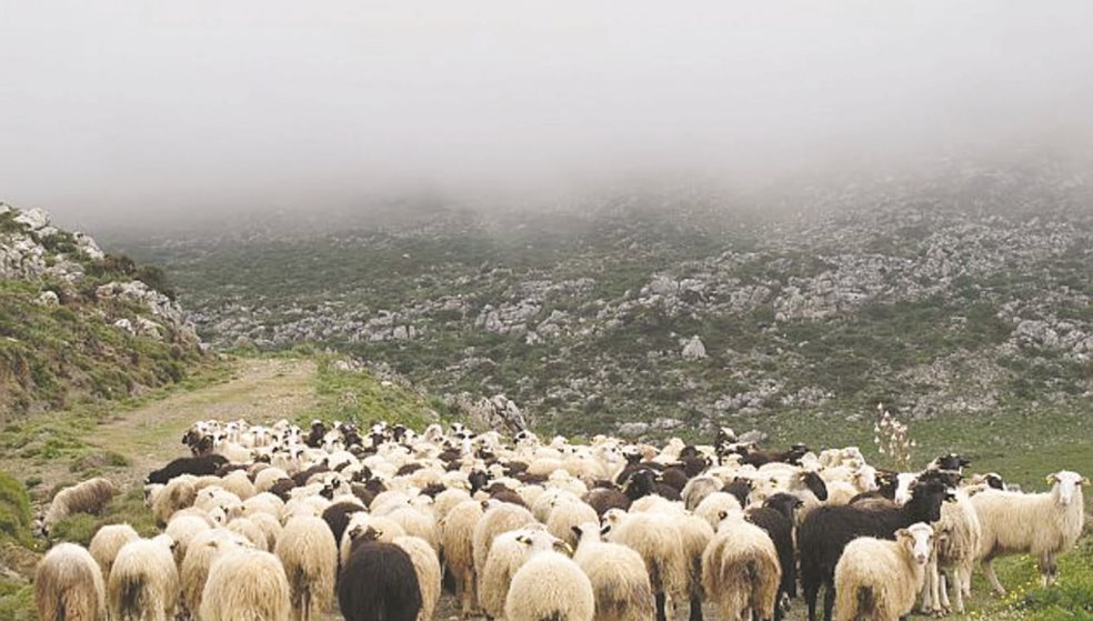 Eξέλιξη στην υπόθεση με τα 100 σφαγμένα πρόβατα