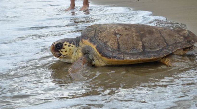 Ελεύθερη η χελώνα «Ειρήνη» - Επέστρεψε στη θάλασσα!