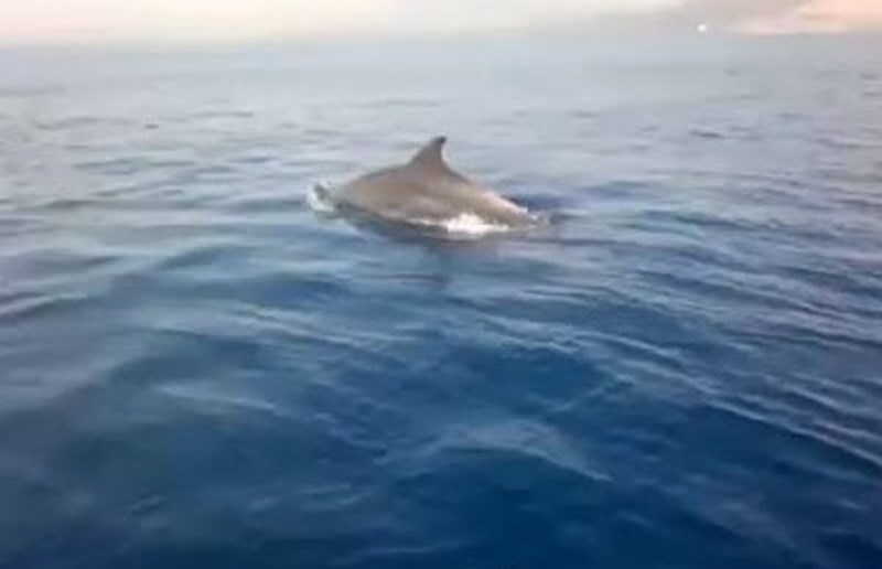 Ηρακλειώτες ψαρεύανε με παρέα ένα...δελφίνι που έκανε την εμφάνιση του στο Παλαιόκαστρο (pics+vid)