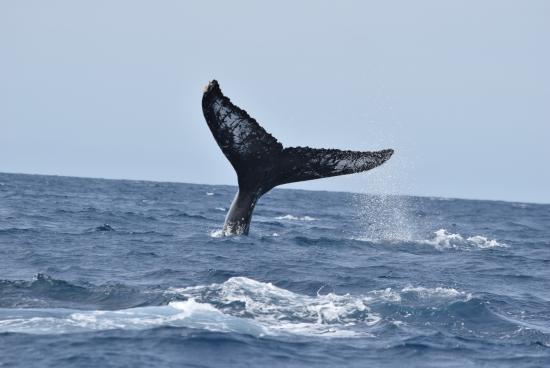 Έσωσαν τη φάλαινα που εγκλωβίστηκε στη στεριά της νότιας Κρήτης και έφυγε για τ' ανοιχτά! 