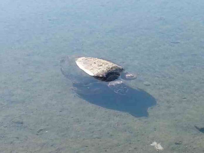 Μακάβριο θέαμα- Χελώνες νεκρές στον κόλπο Ελούντας 