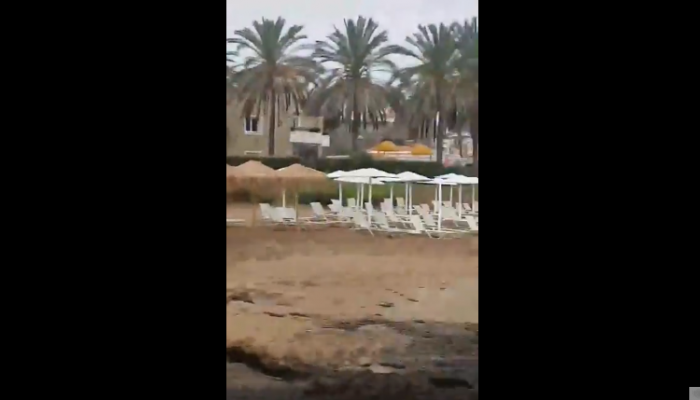 Απρόσμενοι επισκέπτες - Δελφίνια σε παραλία των Χανίων-βίντεο