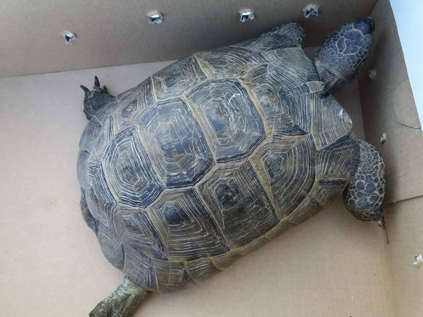 Εντόπισαν χελώνα μεσα σε ερειπωμένο σπίτι στο Ηράκλειο (pics) 
