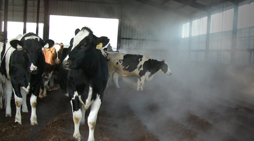 Αγελάδες στη Γερμανία προκάλεσαν έκρηξη λόγω στομαχικών... διαταραχών 