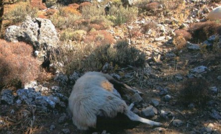 Σοκαρισμένος ο κτηνοτρόφος που βρήκε 150 πρόβατα σφαγμένα... 