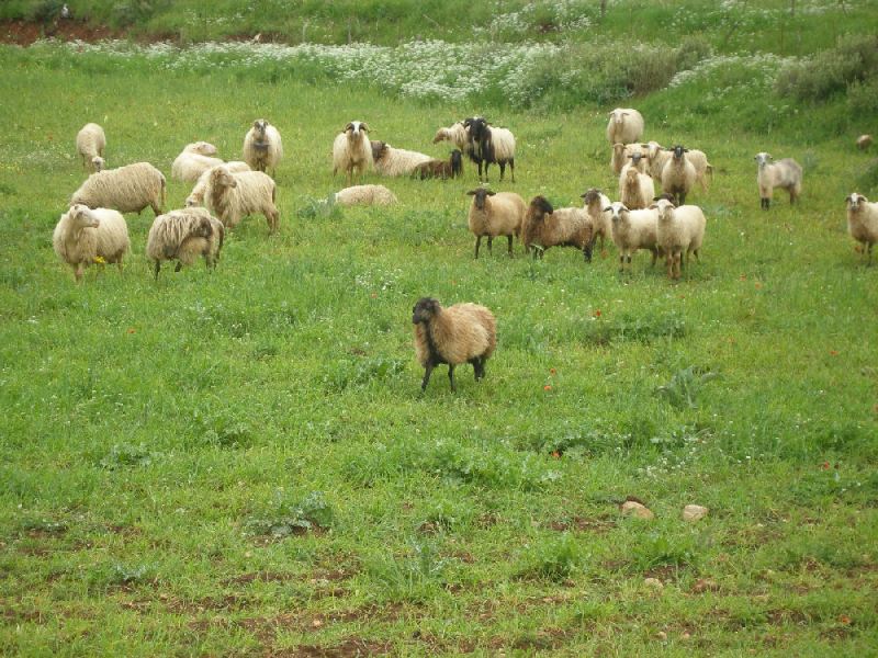 Επιχείρηση «καταγραφή των βοσκότοπων» και στην Κρήτη-Τι πρέπει να κάνουν οι κτηνοτρόφοι 