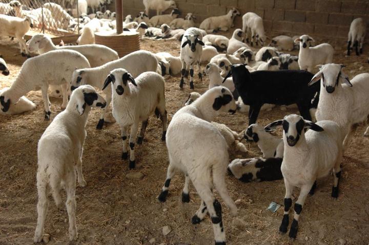 Τα πρόβατα της Κρήτης συνεχίζουν να πεθαίνουν - Πιθανή αιτία η... τοξική απειλή 